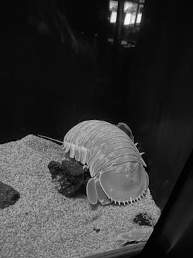 サンシャイン水族館に投稿された画像（2020/8/15）