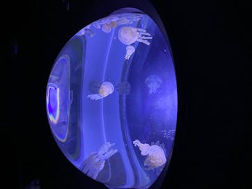 サンシャイン水族館に投稿された画像（2020/8/15）