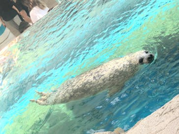 京都水族館に投稿された画像（2020/8/15）