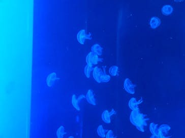 京都水族館に投稿された画像（2020/8/15）