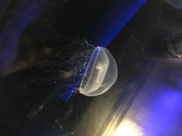 京都水族館に投稿された画像（2020/8/15）