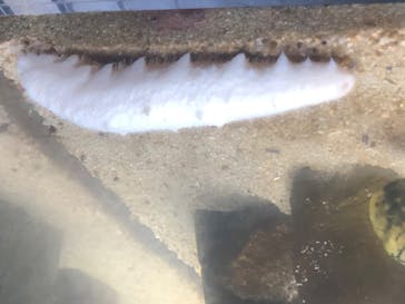 京都水族館に投稿された画像（2020/8/15）