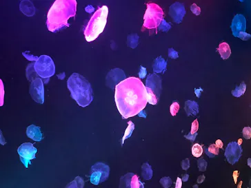 すみだ水族館に投稿された画像（2020/8/15）