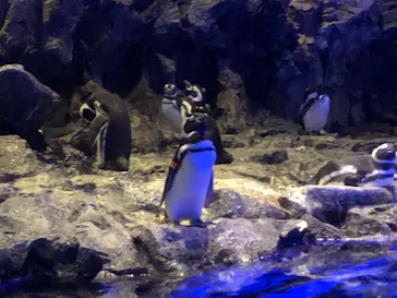 すみだ水族館に投稿された画像（2020/8/15）