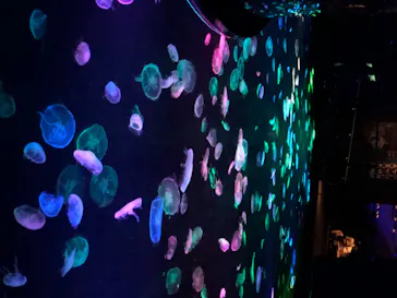 すみだ水族館に投稿された画像（2020/8/15）