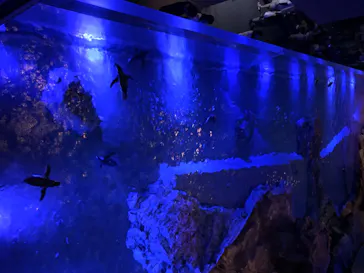 すみだ水族館に投稿された画像（2020/8/15）