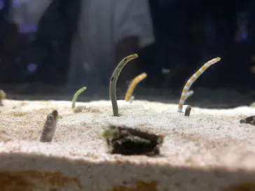 すみだ水族館に投稿された画像（2020/8/15）