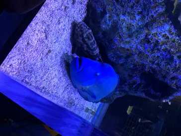 すみだ水族館に投稿された画像（2020/8/15）