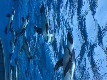 サンシャイン水族館に投稿された画像（2020/8/15）