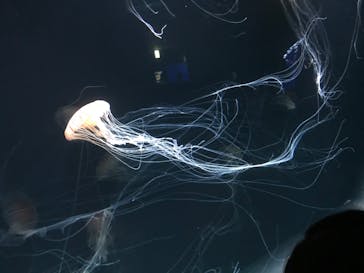 サンシャイン水族館に投稿された画像（2020/8/15）