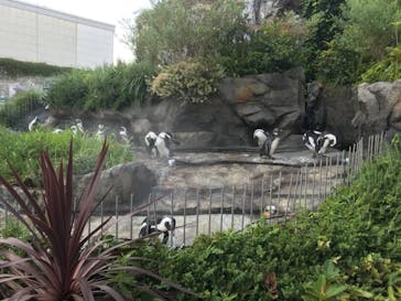 サンシャイン水族館に投稿された画像（2020/8/15）