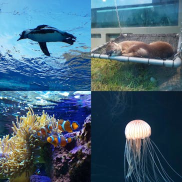 サンシャイン水族館に投稿された画像（2020/8/15）