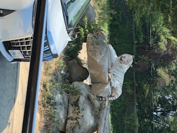 群馬サファリパークに投稿された画像（2020/8/15）