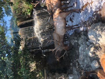 群馬サファリパークに投稿された画像（2020/8/15）