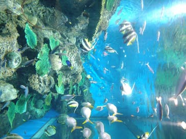 アクアワールド茨城県大洗水族館に投稿された画像（2020/8/15）