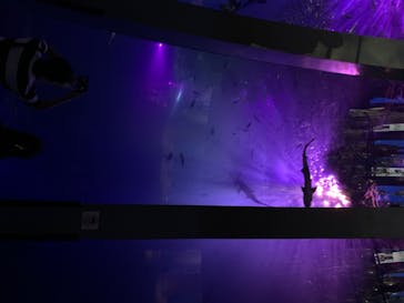 横浜・八景島シーパラダイスに投稿された画像（2020/8/15）