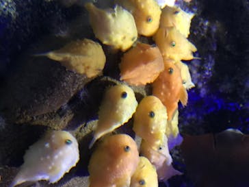 新江ノ島水族館に投稿された画像（2020/8/15）