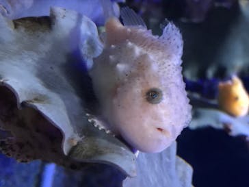 新江ノ島水族館に投稿された画像（2020/8/15）