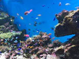 仙台うみの杜水族館に投稿された画像（2020/8/15）