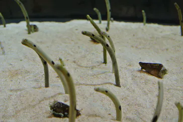 すみだ水族館に投稿された画像（2020/8/15）