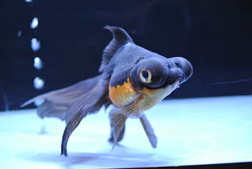 すみだ水族館に投稿された画像（2020/8/15）