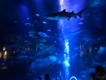 すみだ水族館に投稿された画像（2020/8/15）