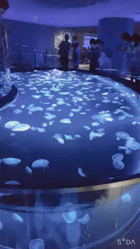 すみだ水族館に投稿された画像（2020/8/15）