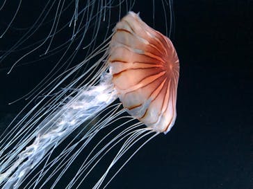 サンシャイン水族館に投稿された画像（2020/8/15）