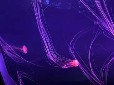 すみだ水族館に投稿された画像（2020/8/15）