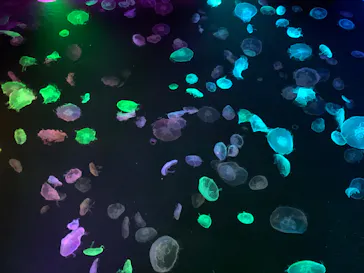 すみだ水族館に投稿された画像（2020/8/15）