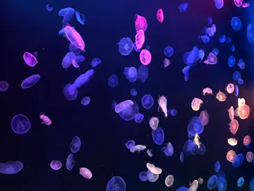 すみだ水族館に投稿された画像（2020/8/15）