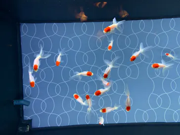 すみだ水族館に投稿された画像（2020/8/15）