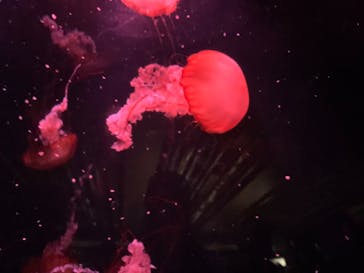 京都水族館に投稿された画像（2020/8/15）