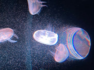 京都水族館に投稿された画像（2020/8/15）