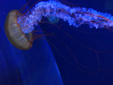 すみだ水族館に投稿された画像（2020/8/15）