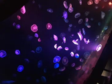 すみだ水族館に投稿された画像（2020/8/15）