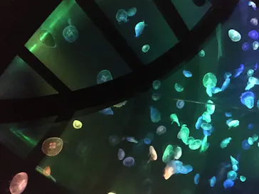 すみだ水族館に投稿された画像（2020/8/15）