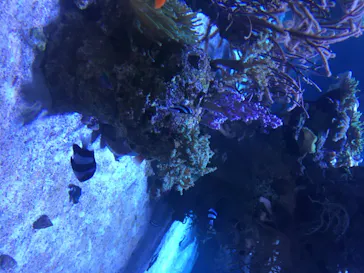 すみだ水族館に投稿された画像（2020/8/15）