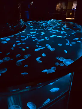 すみだ水族館に投稿された画像（2020/8/16）