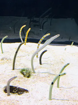 すみだ水族館に投稿された画像（2020/8/16）