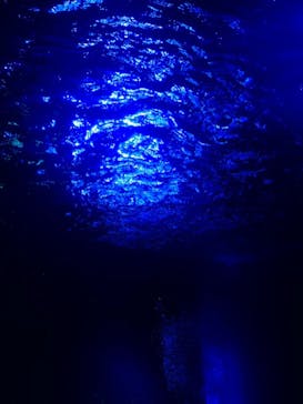 サンシャイン水族館に投稿された画像（2020/8/16）