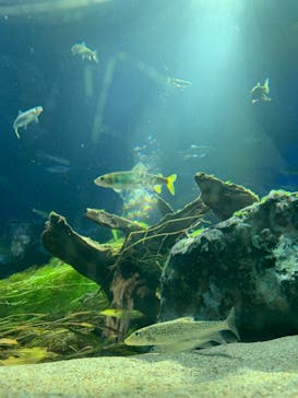 サンシャイン水族館に投稿された画像（2020/8/16）