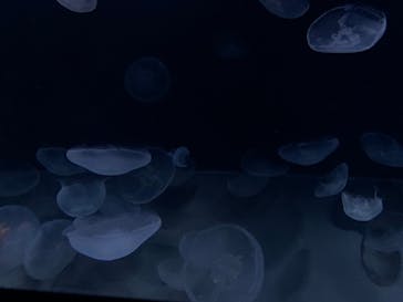 サンシャイン水族館に投稿された画像（2020/8/16）