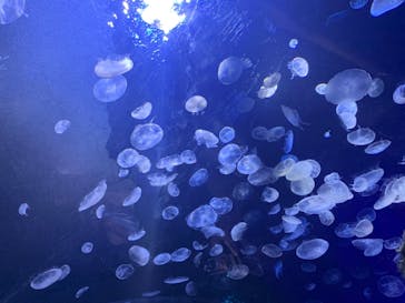 サンシャイン水族館に投稿された画像（2020/8/16）