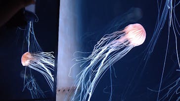 サンシャイン水族館に投稿された画像（2020/8/16）