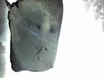 新江ノ島水族館に投稿された画像（2020/8/16）