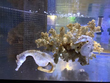 ゼロ距離水族館 伊勢シーパラダイスに投稿された画像（2020/8/16）