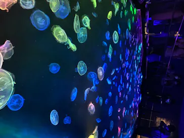 すみだ水族館に投稿された画像（2020/8/16）