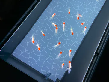 すみだ水族館に投稿された画像（2020/8/16）