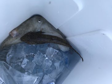 船釣り船上バーベキュー崎っぽ料理松新に投稿された画像（2020/8/16）